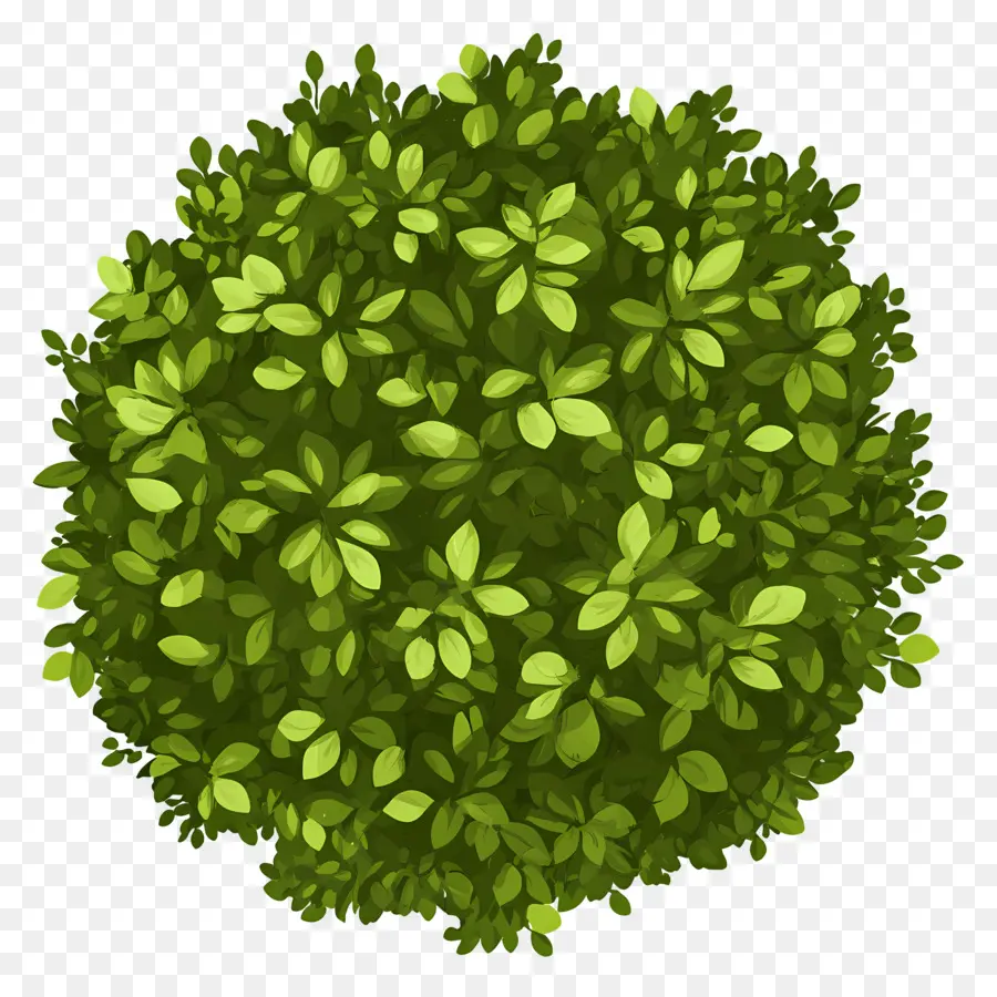 Plan De Arbol Verde，Arbusto PNG