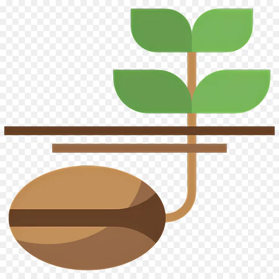 Germinación De Semillas，Planta De Semillero PNG