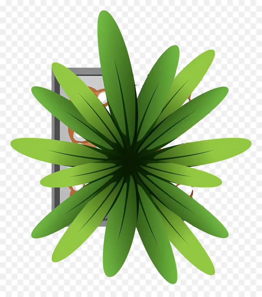 Plano De árbol，Planta PNG