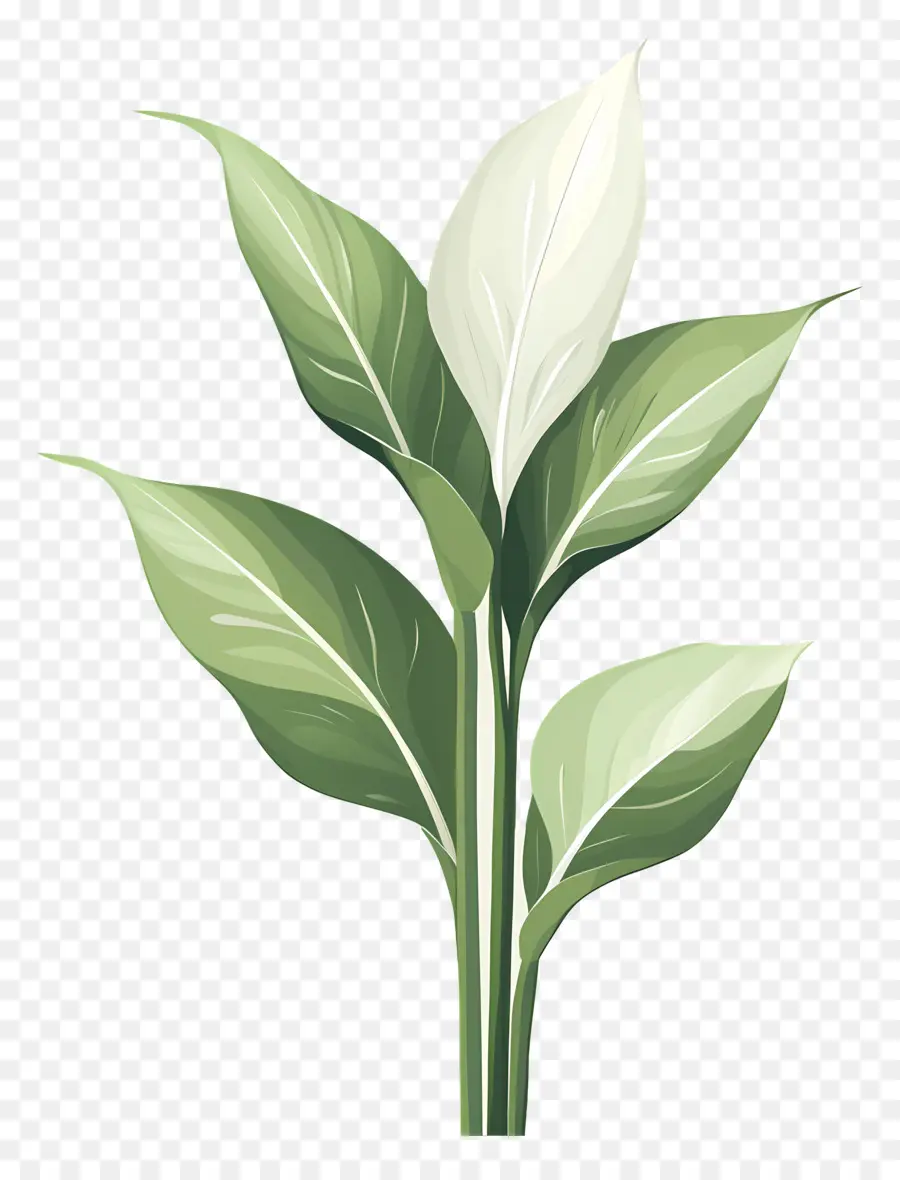 Planta Verde，Hojas Verdes PNG