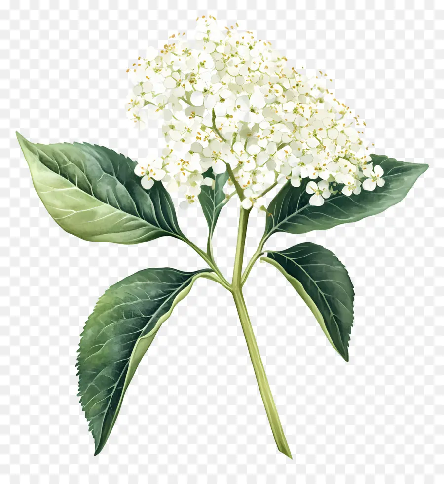 Flor De Saúco，Hortensia PNG