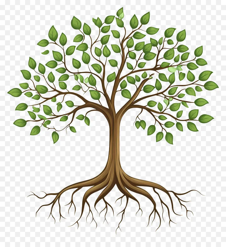 árbol Con Raíces，Árbol PNG