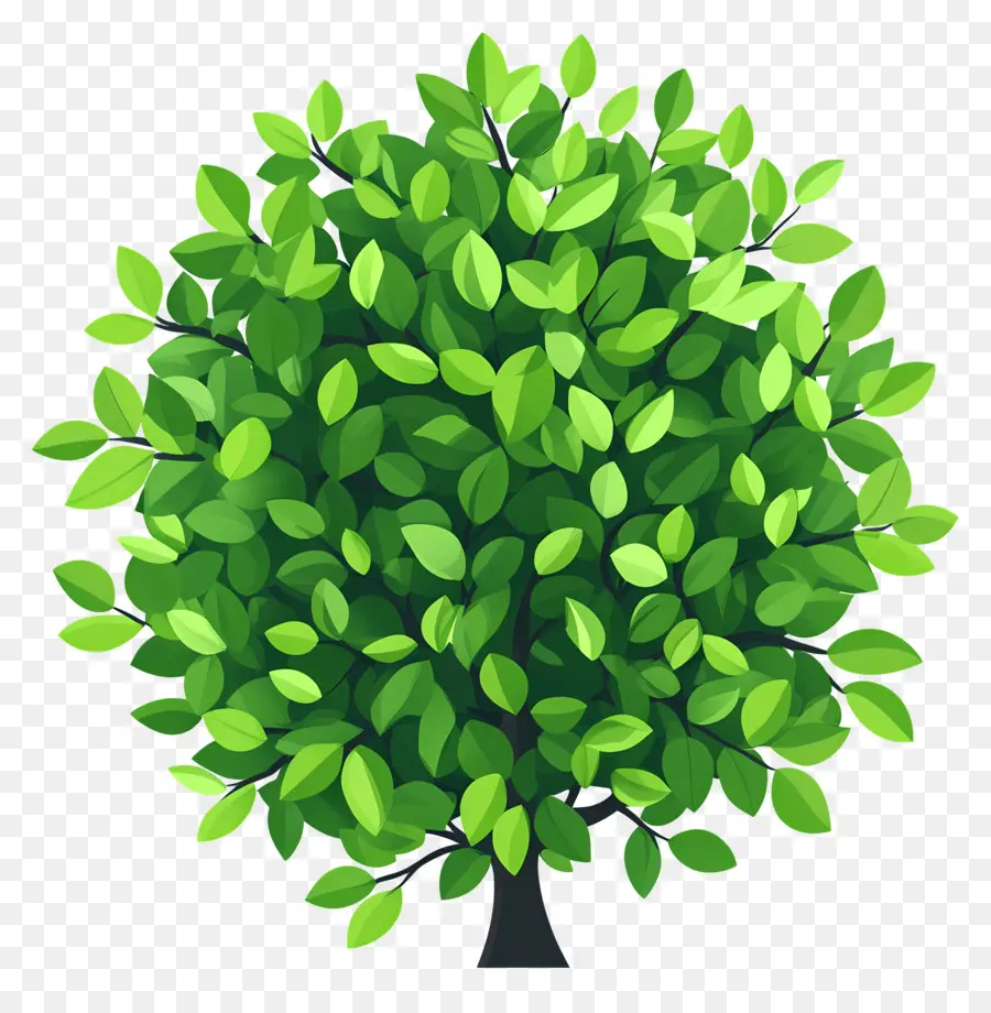 Plan De Arbol Verde，Árbol PNG