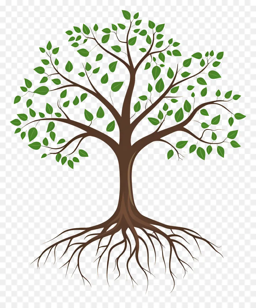 árbol Con Raíces，Árbol PNG