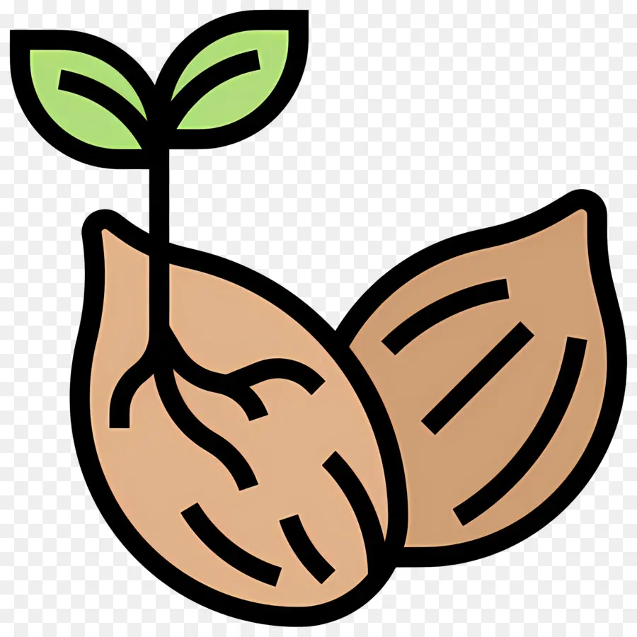 Germinación De Semillas，Planta De Semillero PNG