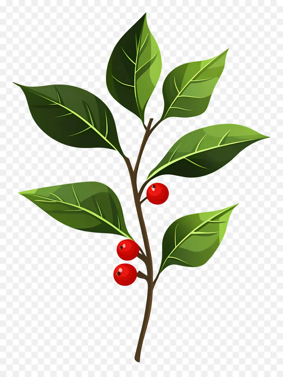 Acebo De Navidad，Planta Con Bayas PNG