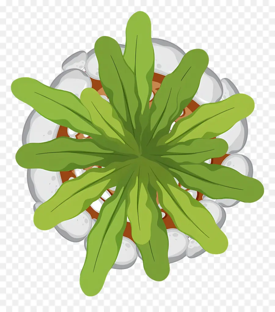 Plano De árbol，Planta PNG