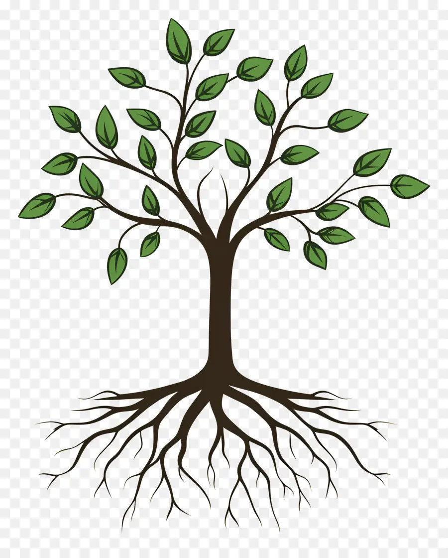 árbol Con Raíces，Árbol PNG