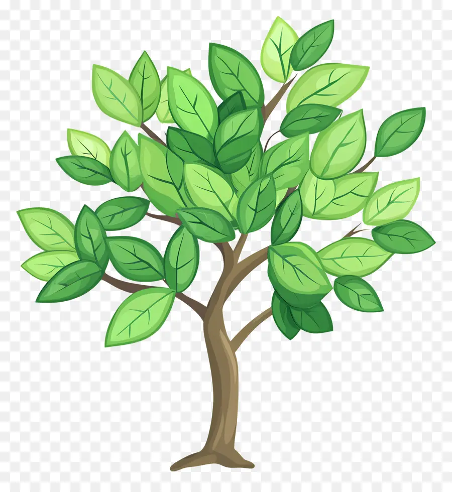 árbol Denso，Árbol PNG