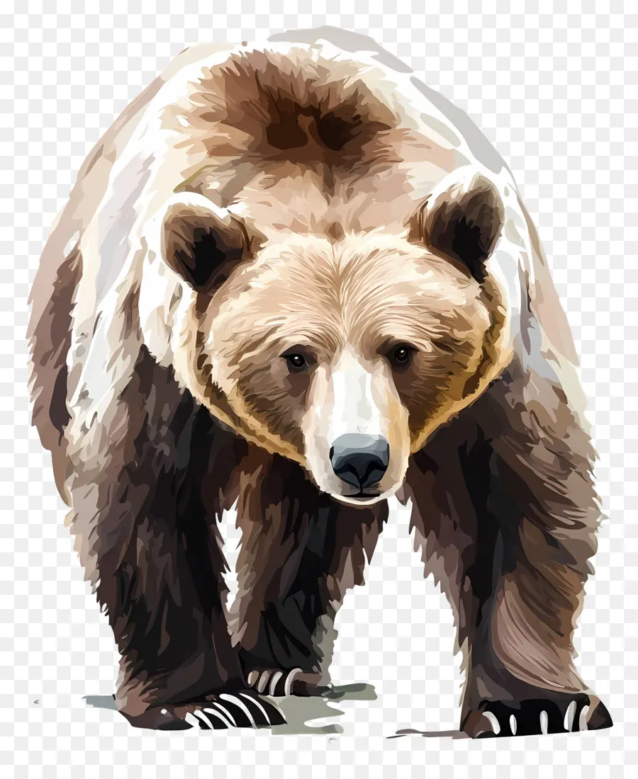 Oso Pardo，Oso PNG