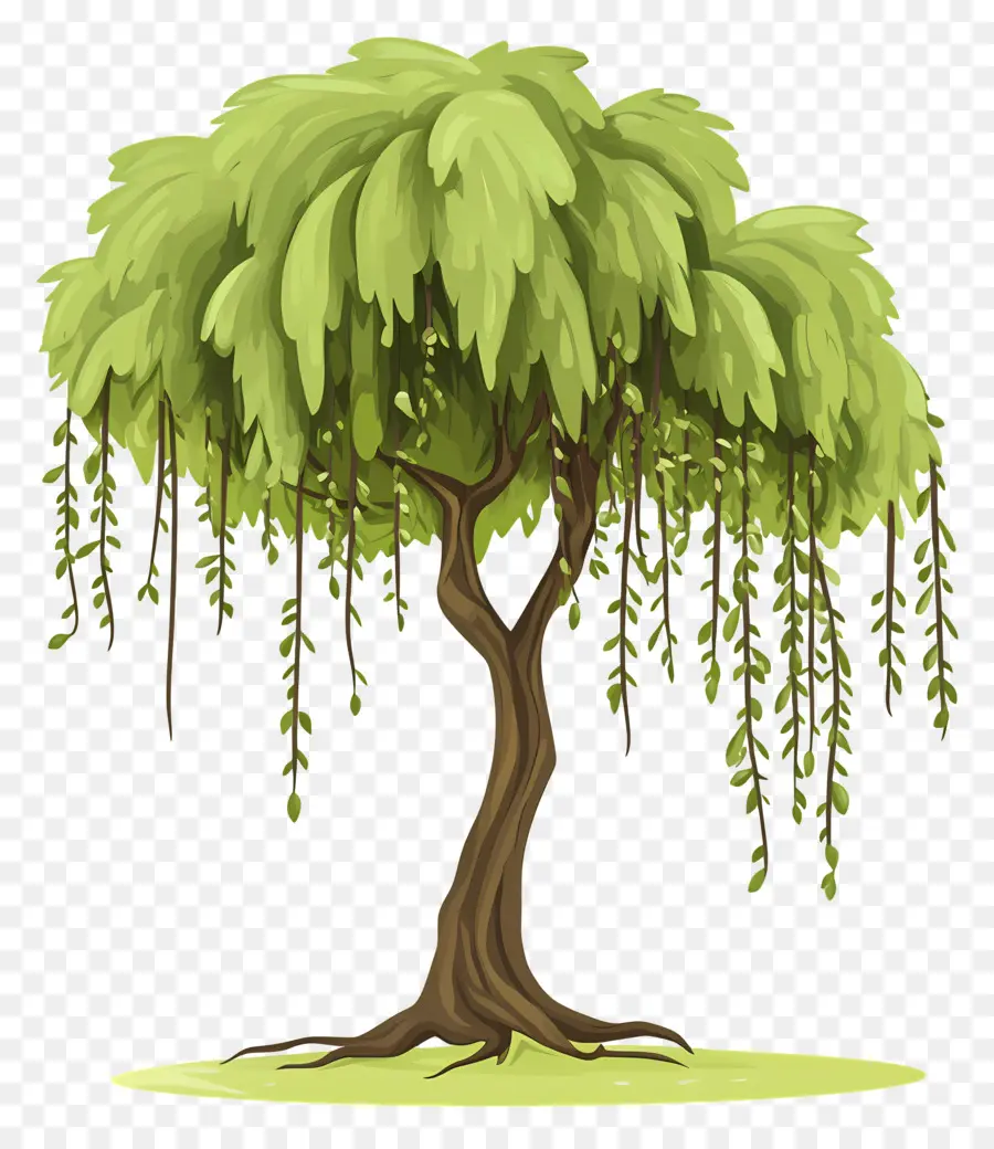 árbol Denso，Sauce PNG