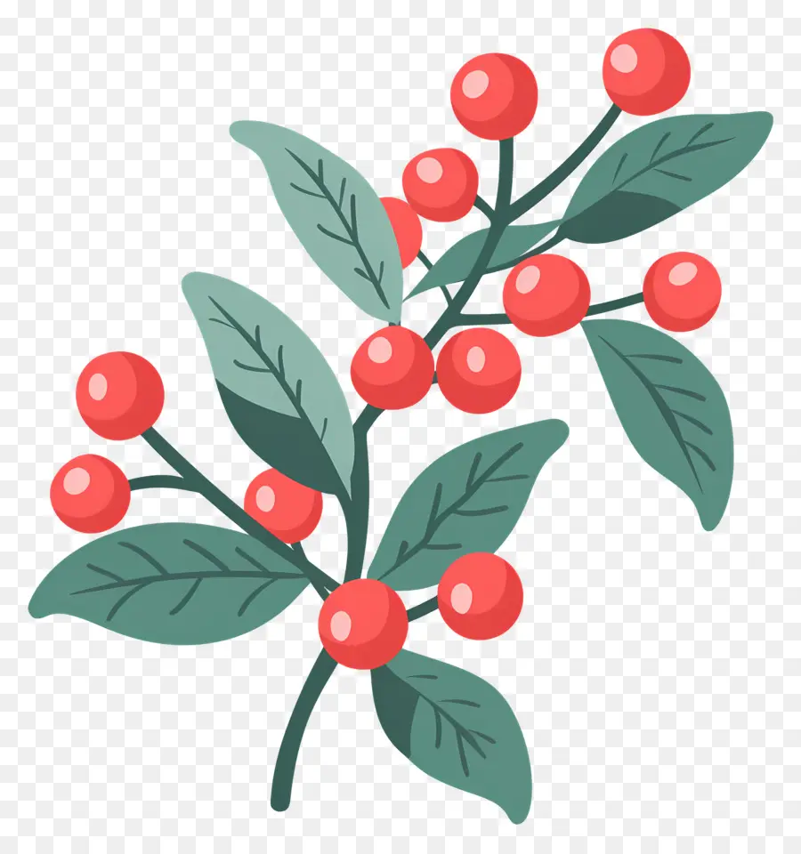 Acebo De Navidad，Frutos Rojos PNG