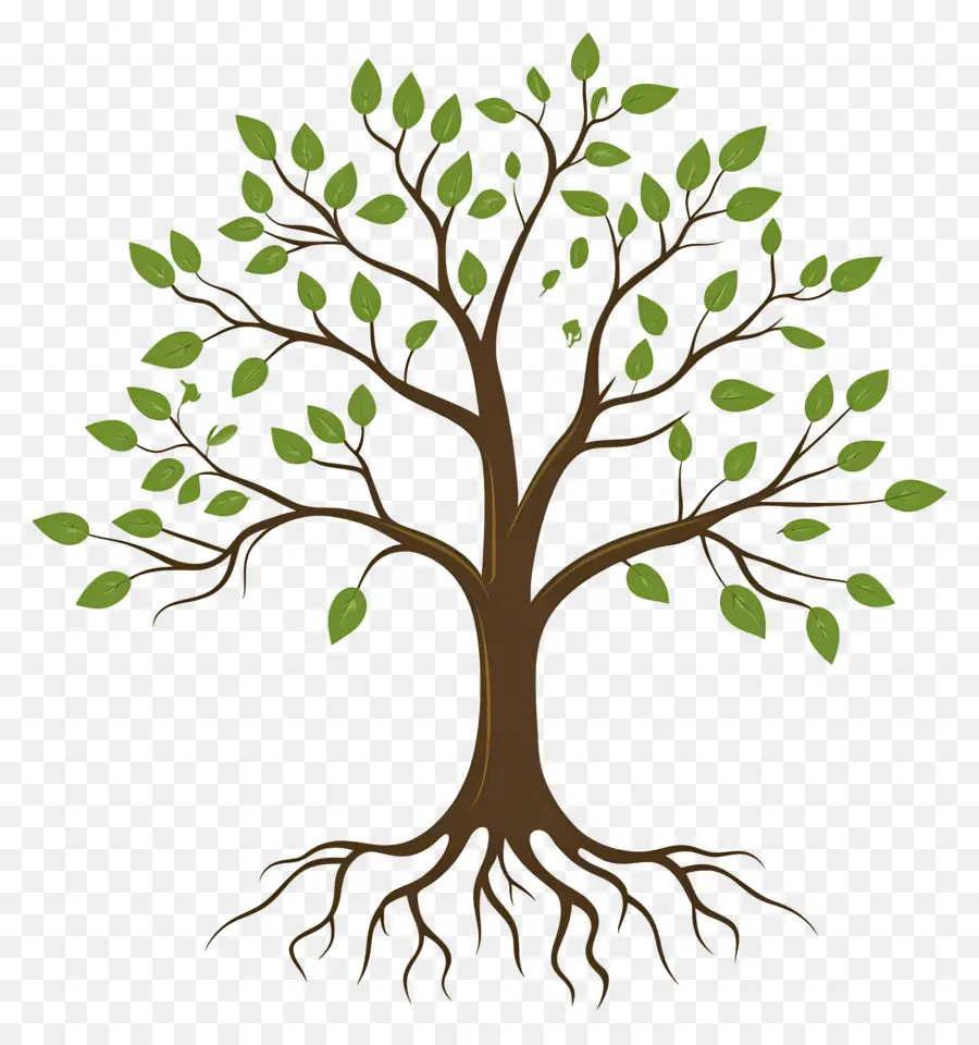 árbol Con Raíces，Árbol PNG