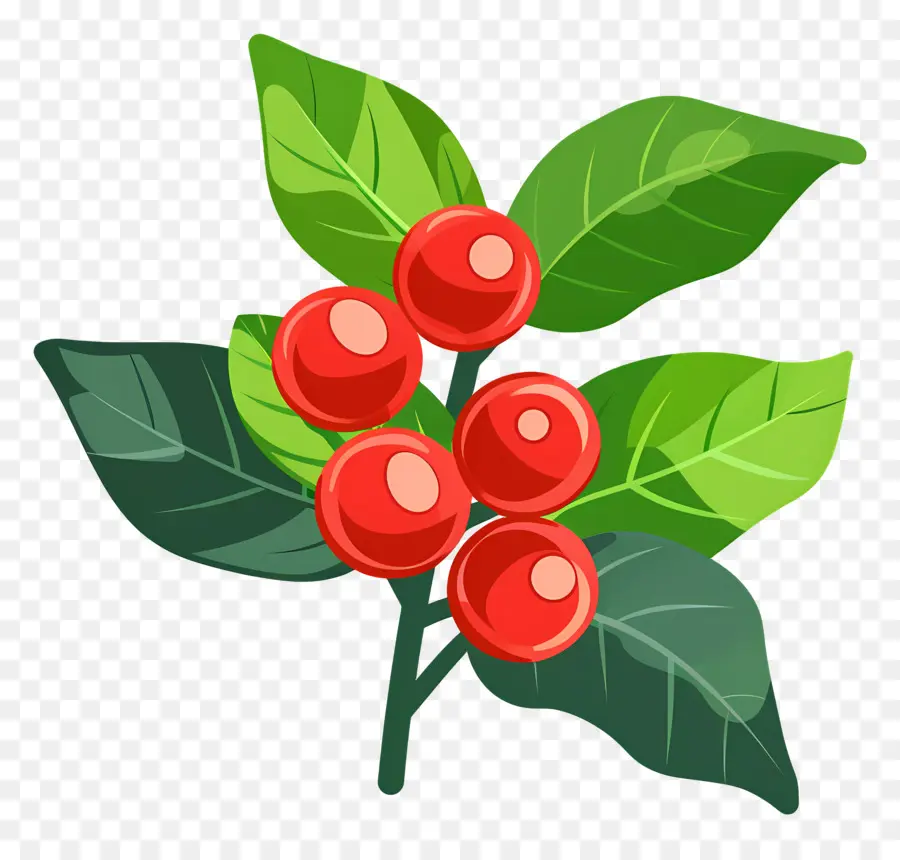 Acebo De Navidad，Frutos Rojos PNG