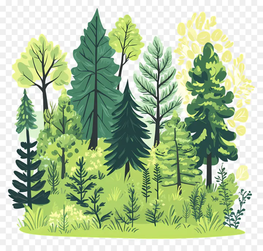 Bosque Denso，Bosque PNG