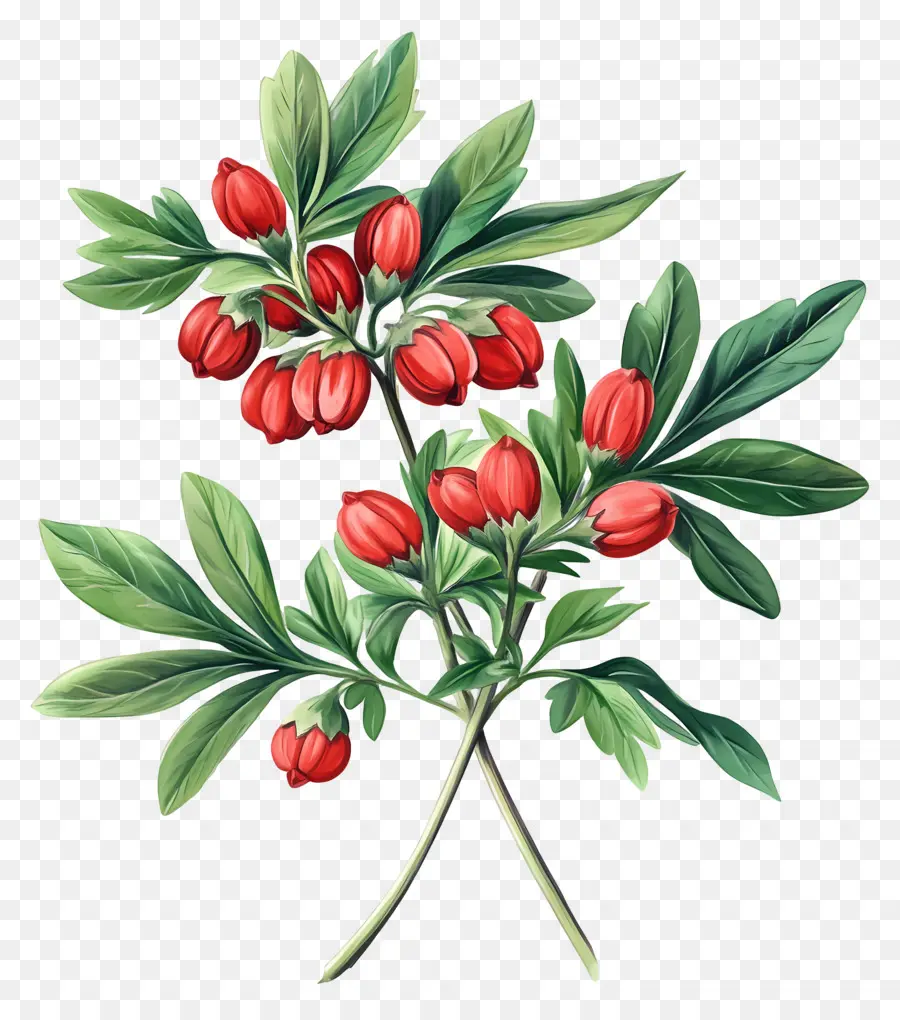 Frutos Rojos，Hojas PNG