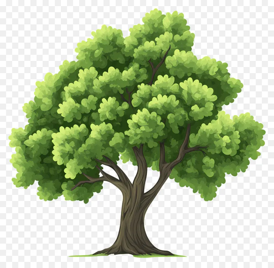 árbol Denso，árbol PNG