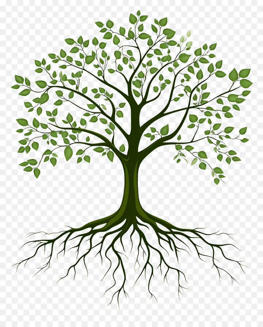 árbol Con Raíces，Árbol PNG