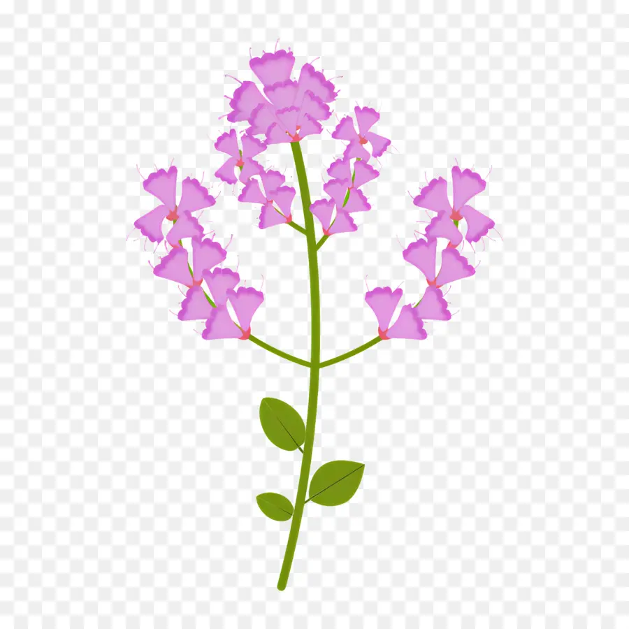 Flor Silvestre，Flor Morada PNG