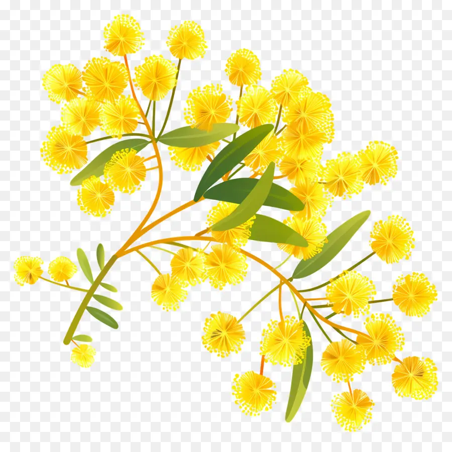 Flores De Mimosa，Flores Amarillas PNG