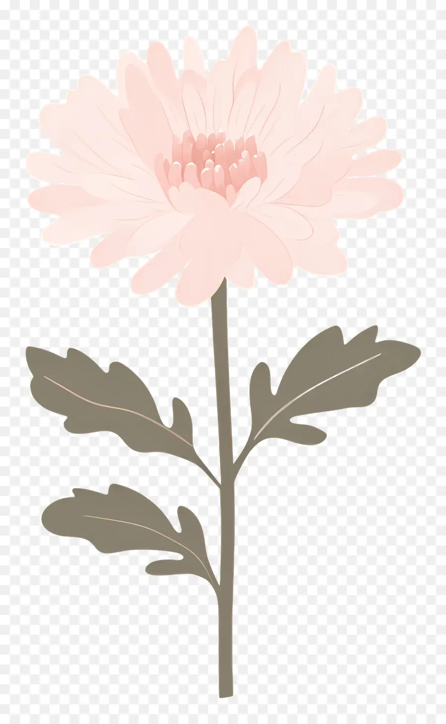 Flor De Crisantemo Rosa，Flor Rosa PNG