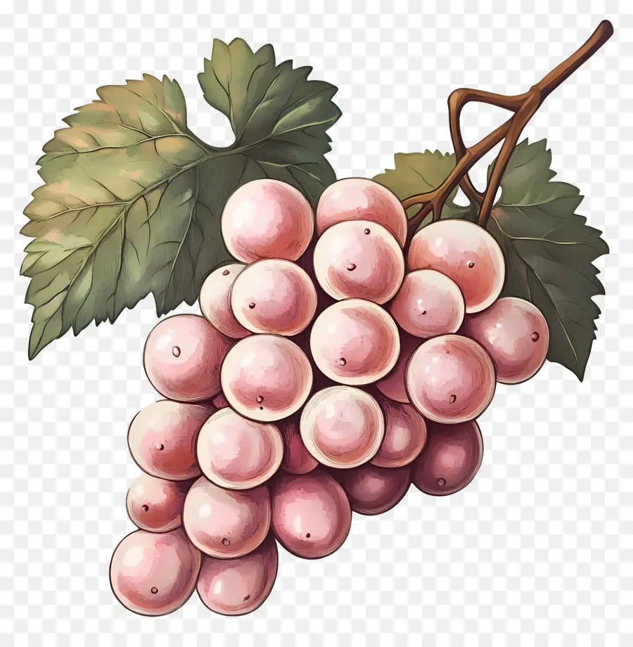 Racimo De Uva，Uvas PNG