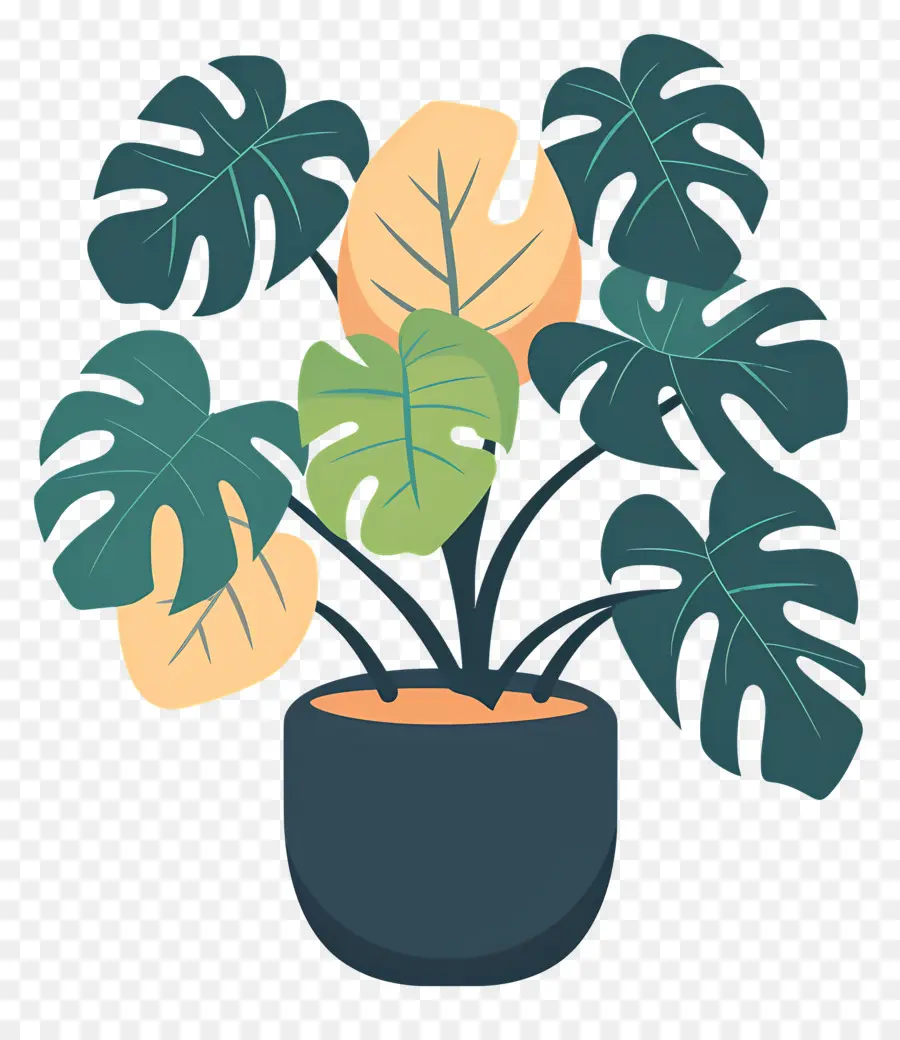 Planta Monstera，Planta En Maceta PNG