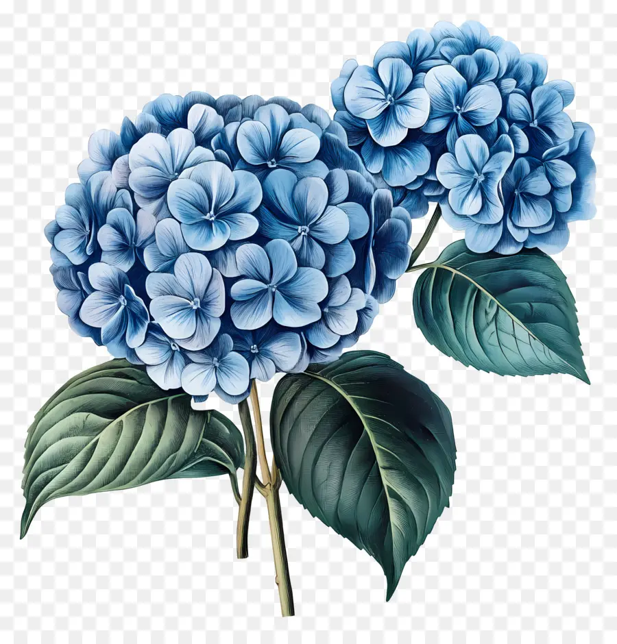 Ramo De Hortensias，Hortensia Azul PNG