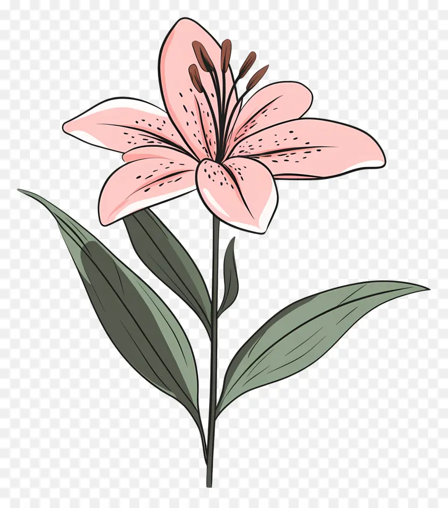 Flor De Lirio Rosa，Flor Rosa PNG