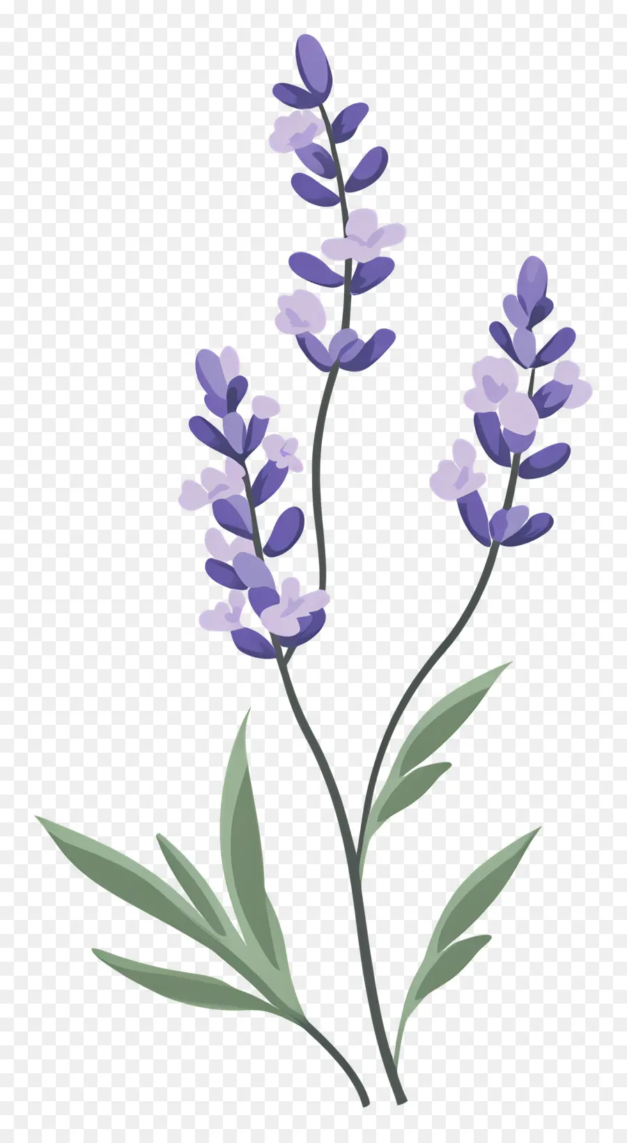 Flor De Lavanda，Lavanda PNG