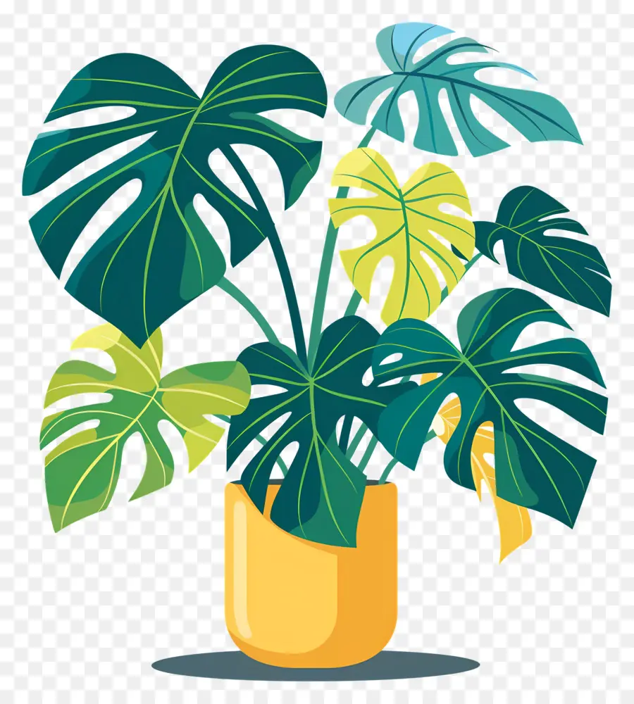 Planta Monstera，Planta En Maceta PNG