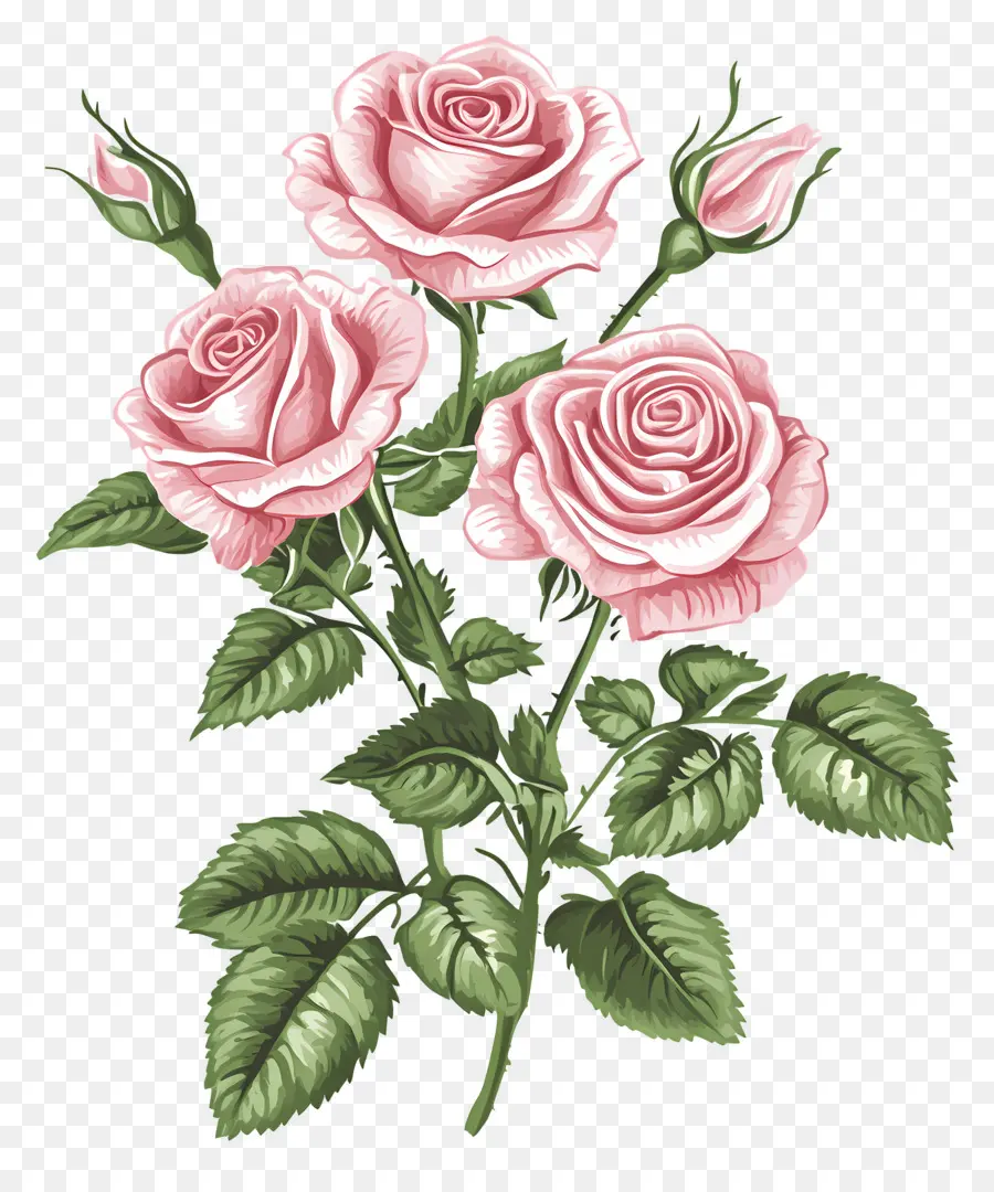 Ramo De Rosas Rosadas，Rosas PNG