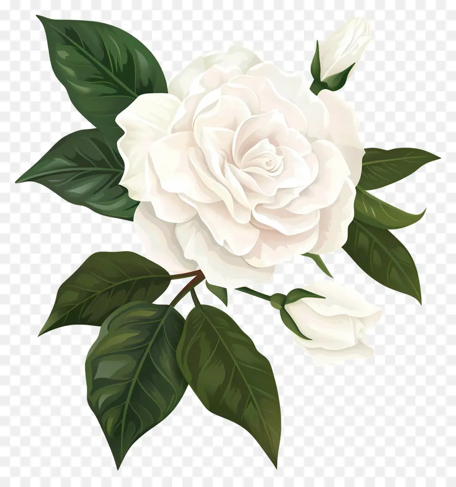 Flor De Gardenia Blanca，Flor Blanca PNG