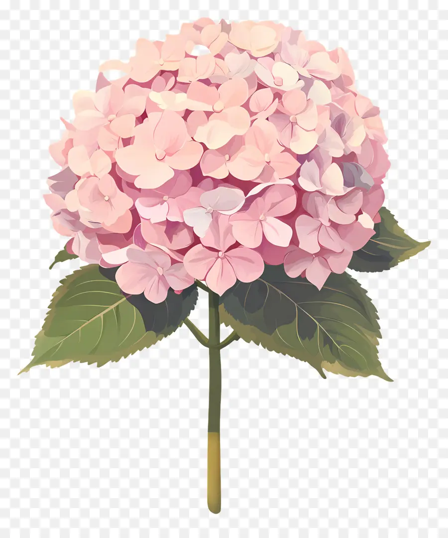 Flor De Hortensia Rosa，Hortensia Rosa PNG