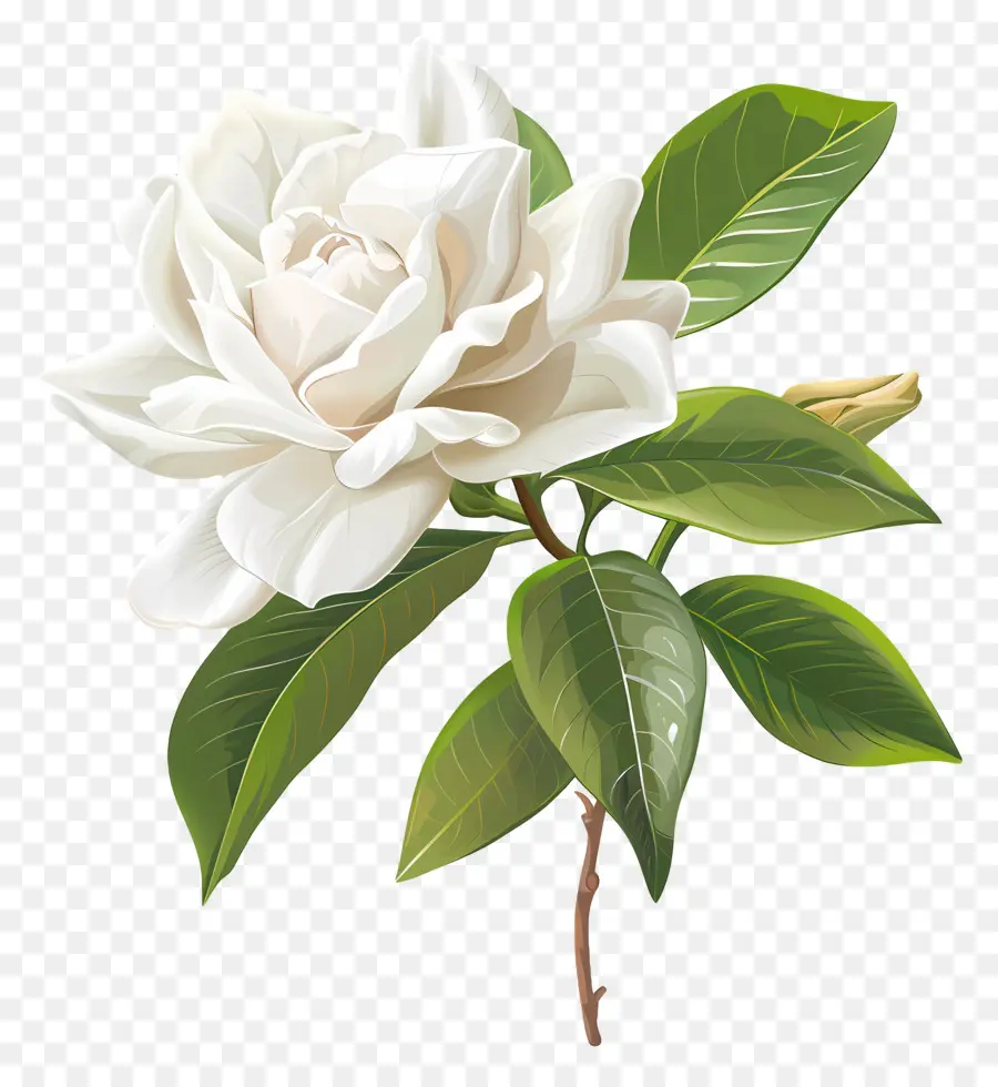 Flor De Gardenia Blanca，Flor Blanca PNG