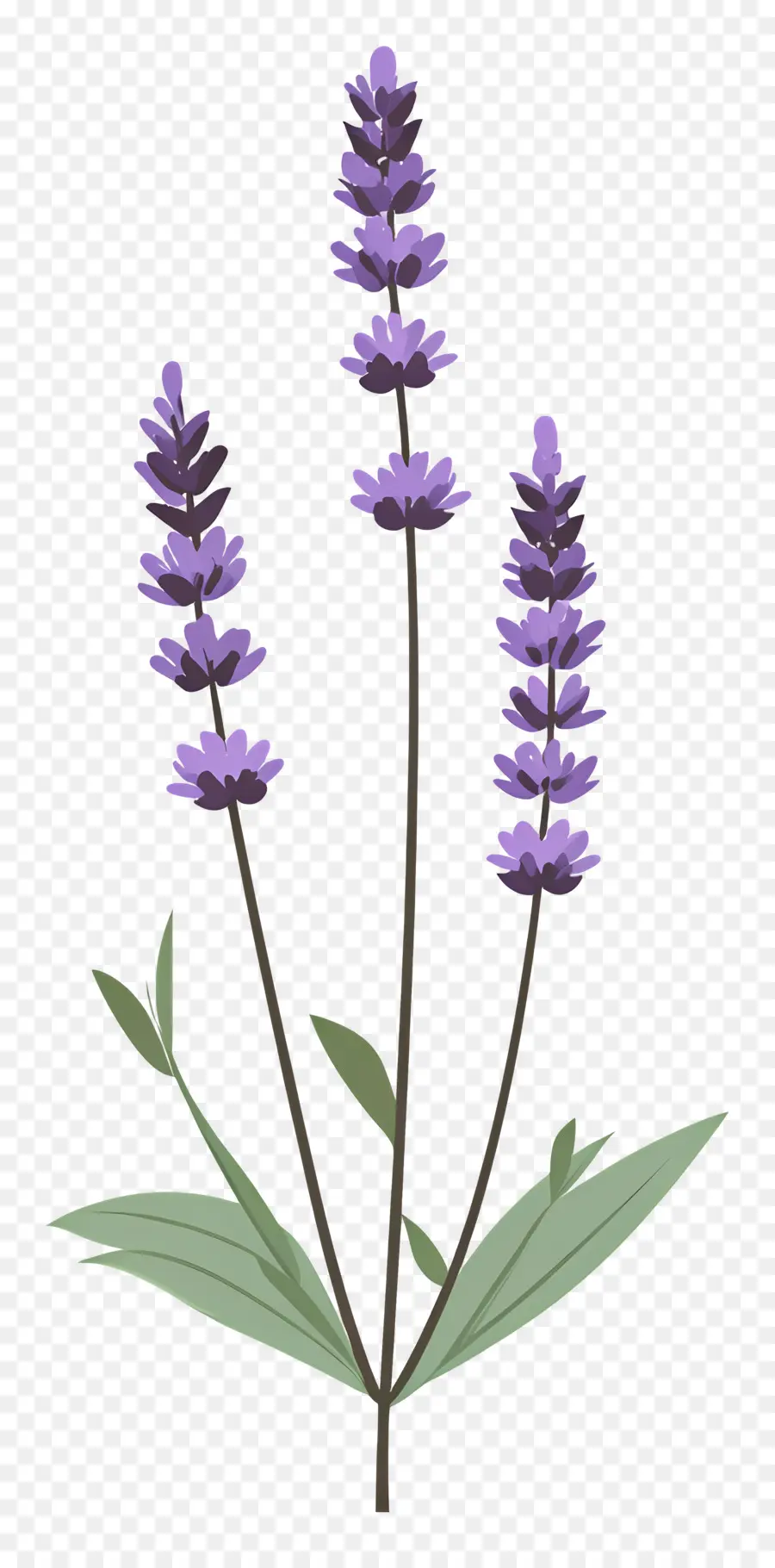 Flor De Lavanda，Lavanda PNG