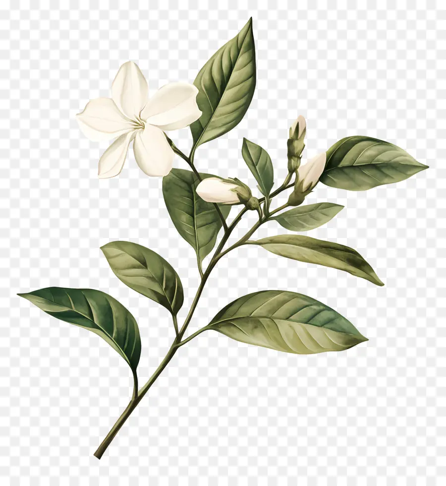 Flor De Jazmín，Flor Blanca PNG