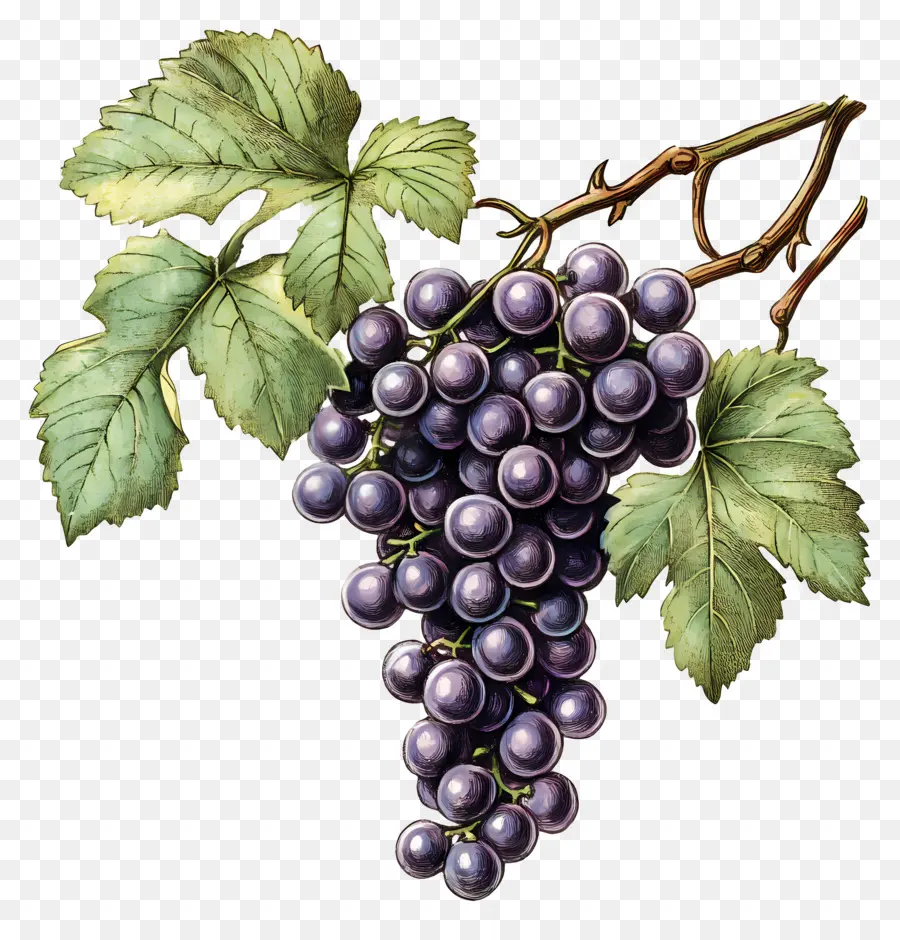 Racimo De Uvas，Uvas PNG