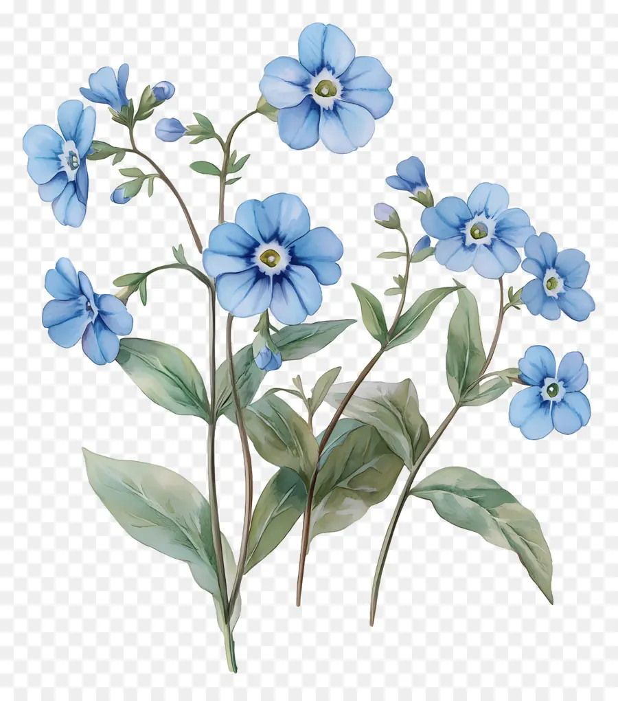 No Me Olvides Flores，Flores Azules PNG