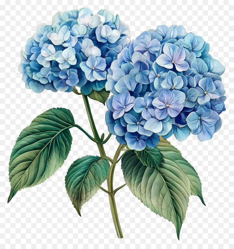 Flor De Hortensia Azul，Hortensia Azul PNG