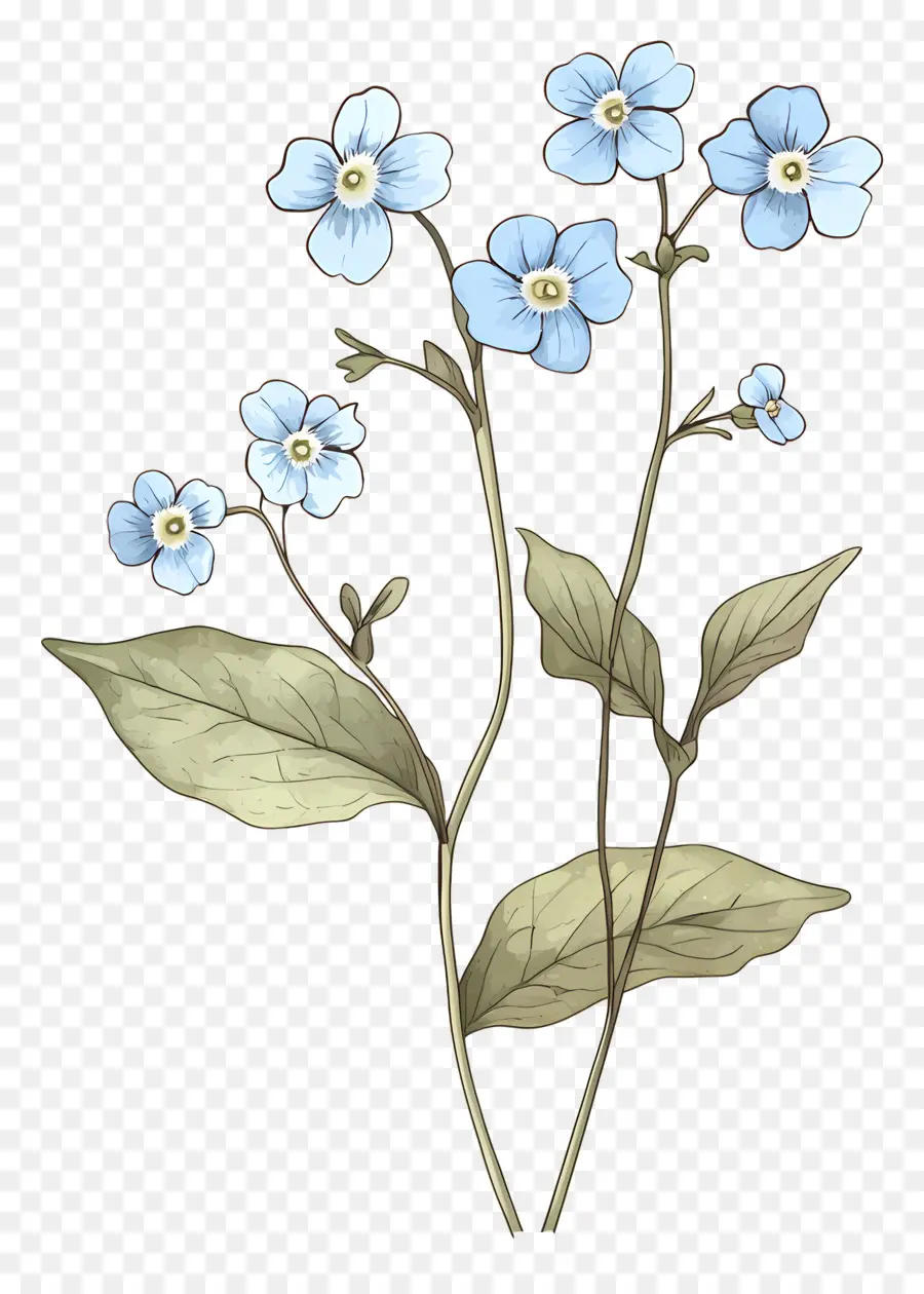 No Me Olvides Flores，Flores Azules PNG