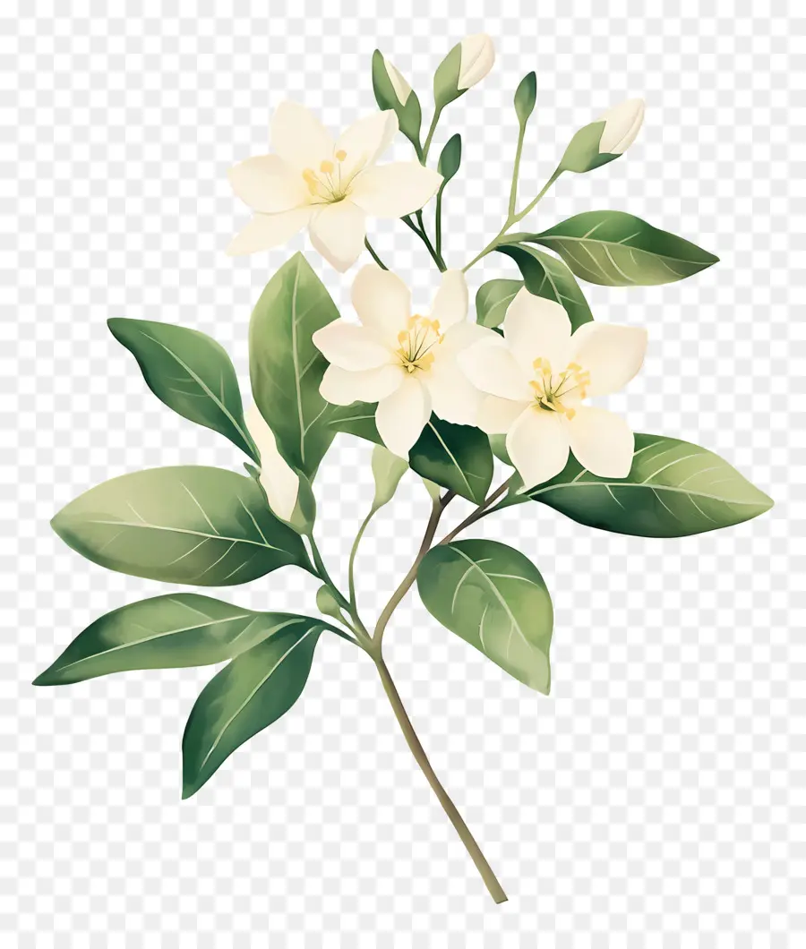 Flor De Jazmín，Flor Blanca PNG