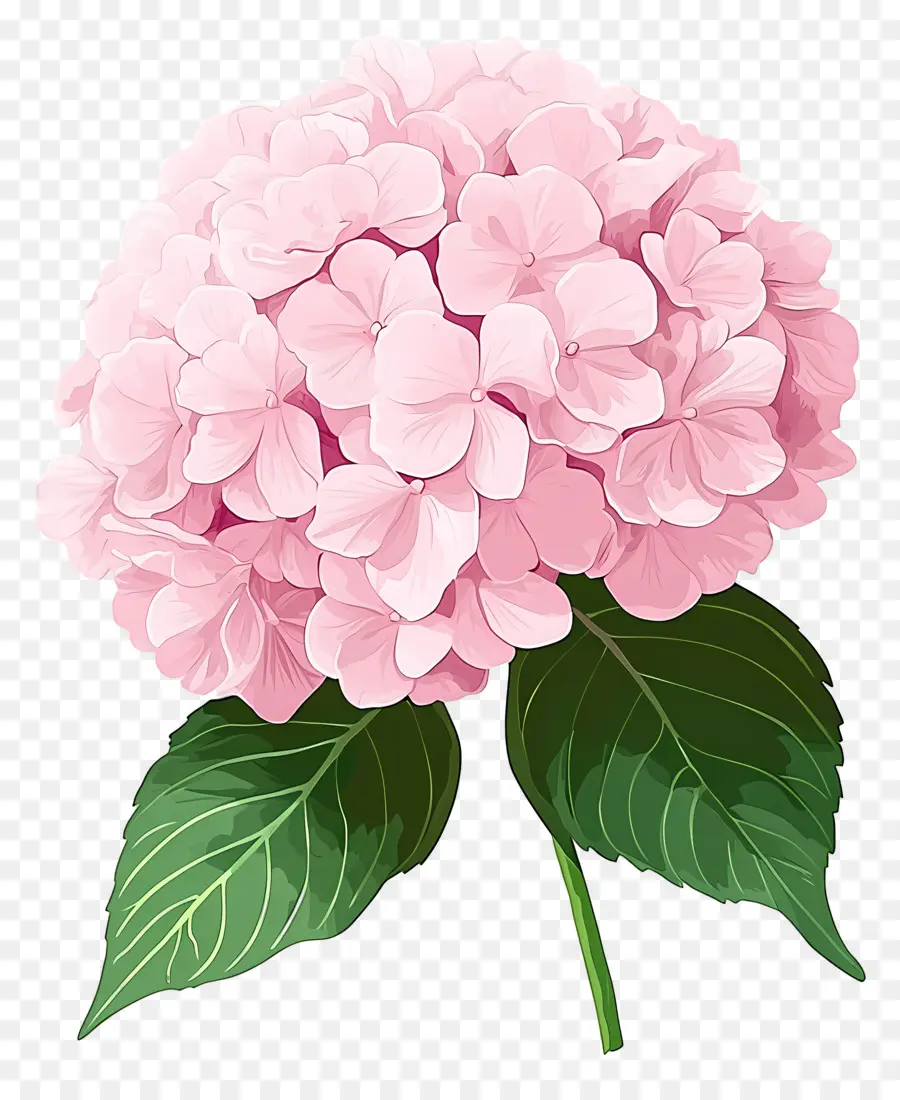 Flor De Hortensia Rosa，Hortensia Rosa PNG