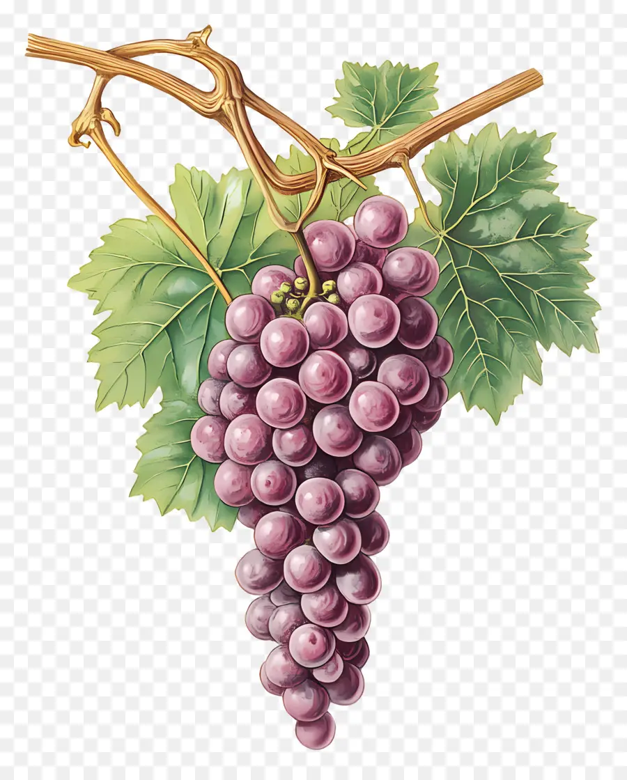 Racimo De Uva，Uvas PNG