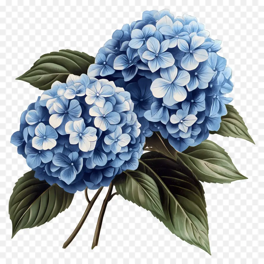 Ramo De Hortensias，Hortensia Azul PNG