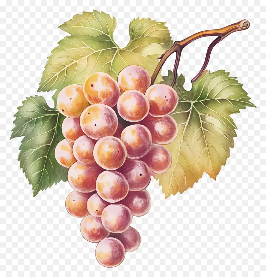 Racimo De Uva，Uvas PNG