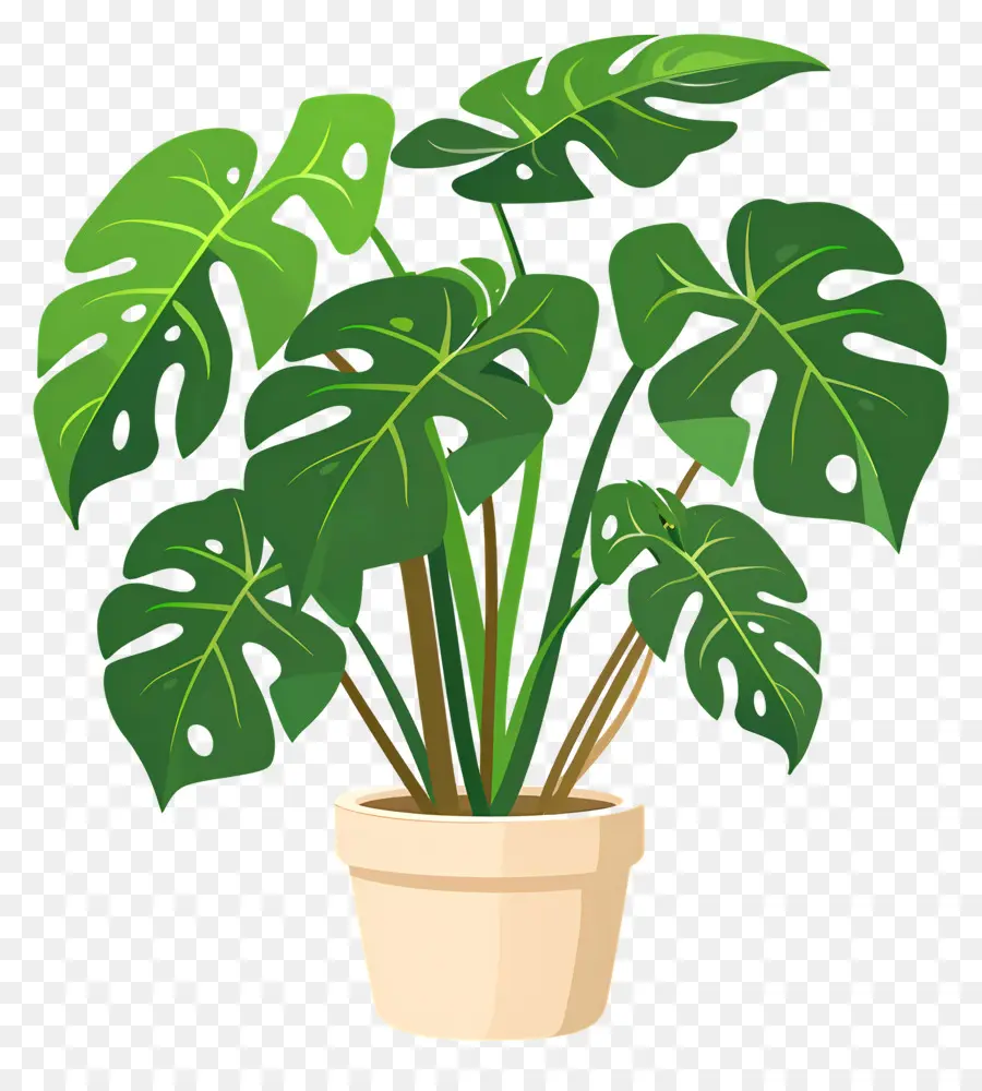 Planta Monstera，Planta En Maceta PNG