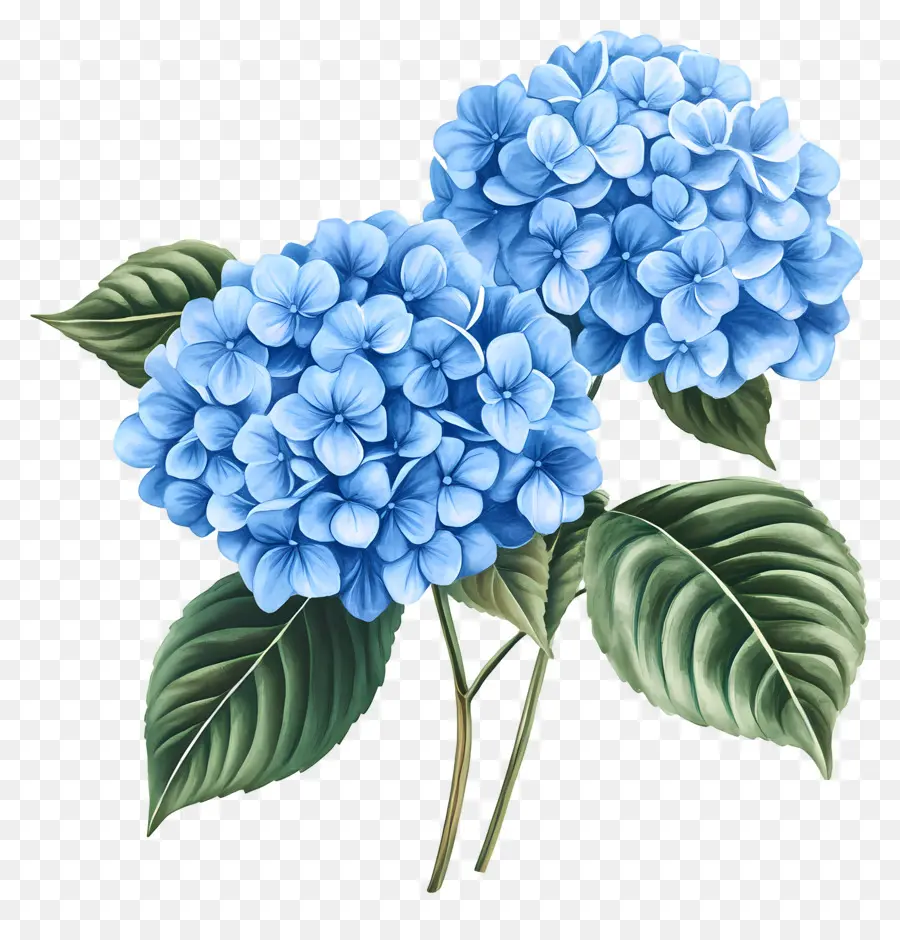 Ramo De Hortensias，Hortensia Azul PNG