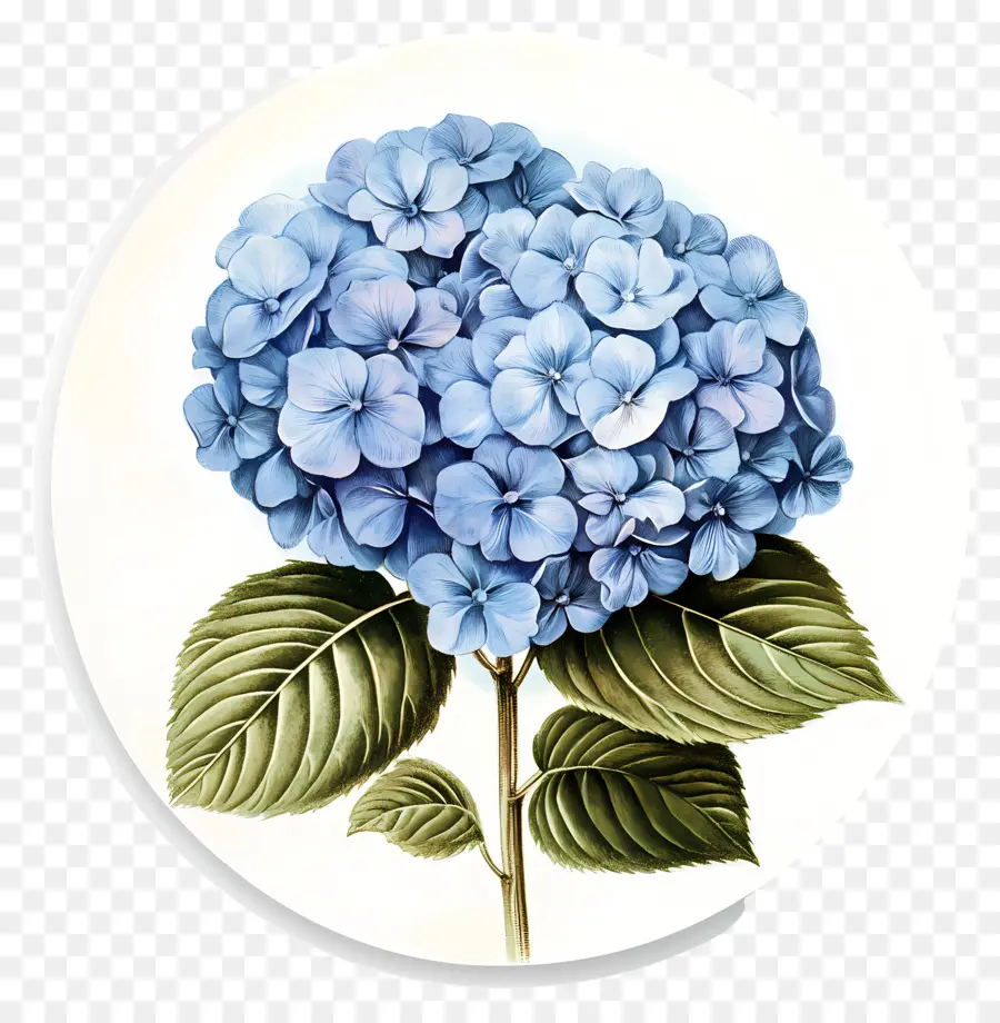 Flor De Hortensia Azul，Hortensia Azul PNG