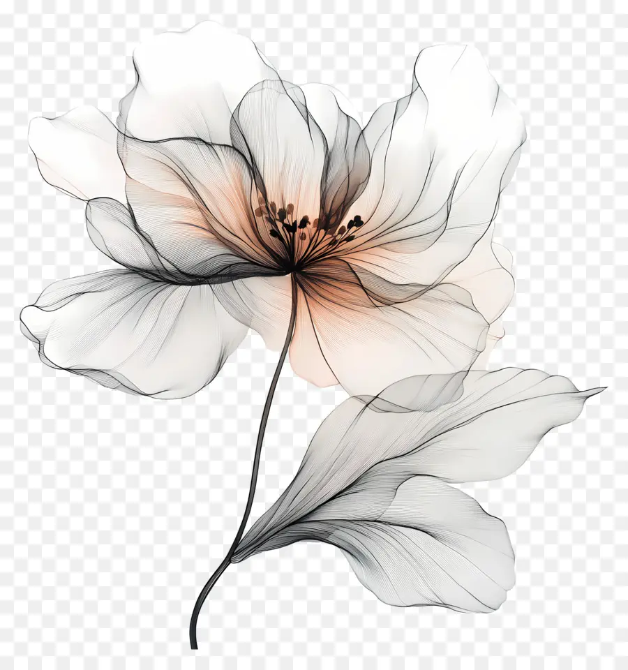 Flor De Linea，Flor Blanca PNG